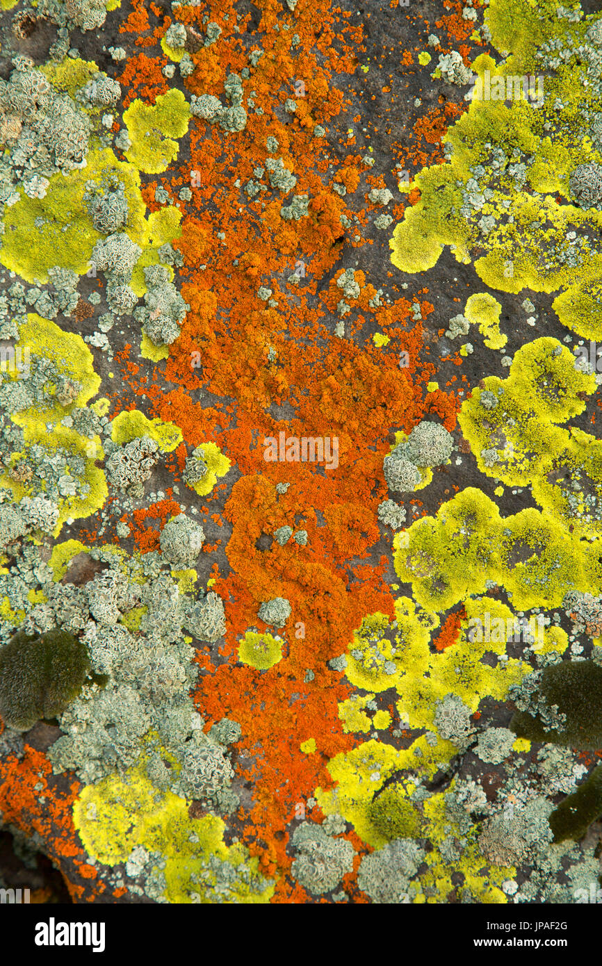 Lichen, Warner Wetlands Area of Critical Environmental Concern