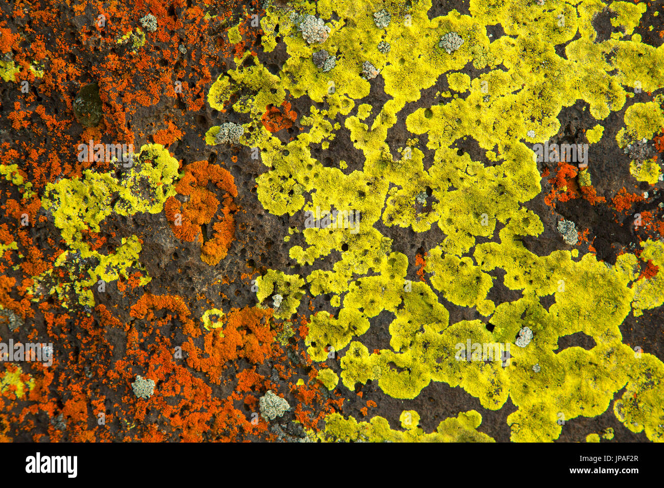 Lichen, Warner Wetlands Area of Critical Environmental Concern