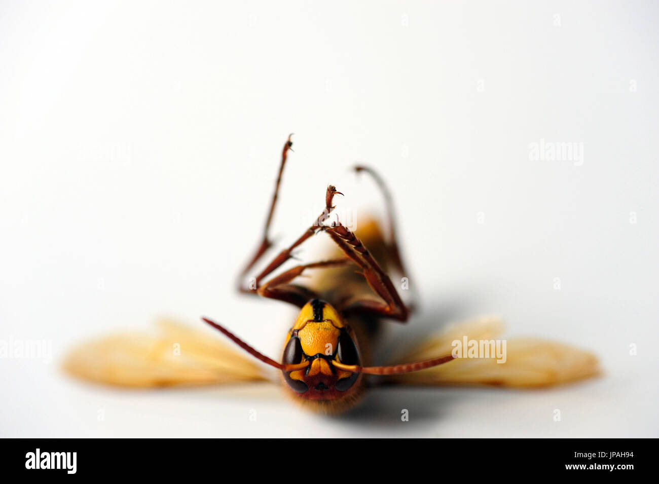 Dead wasp lying on his back. Stock Photo