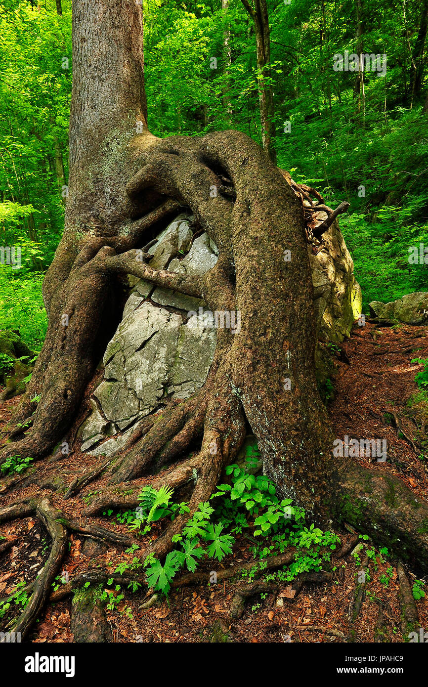 Tree root rock hi-res stock photography and images - Alamy