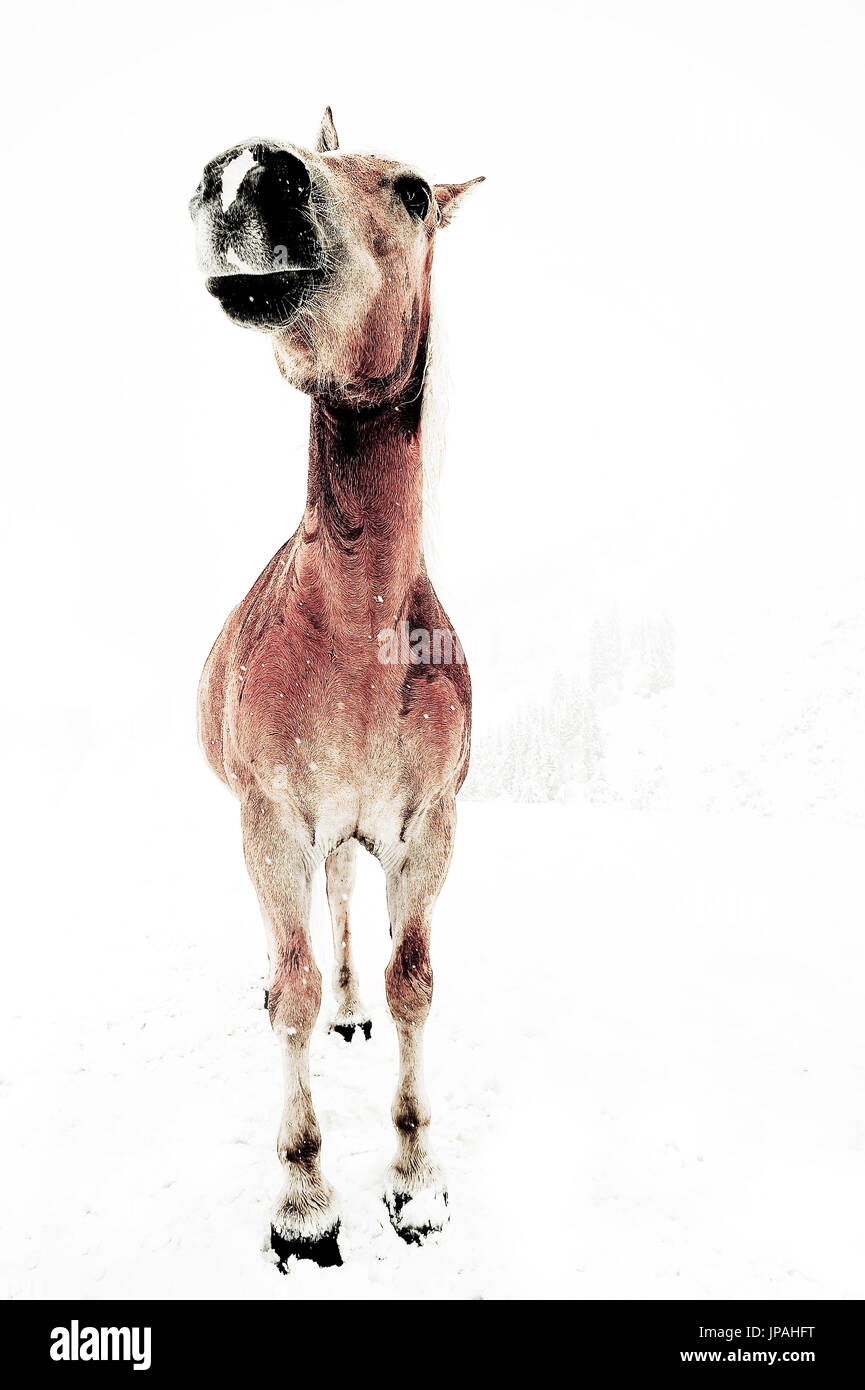 Picture serial of a group of Haflinger horses and a pony during it is snowing in white scenery Stock Photo