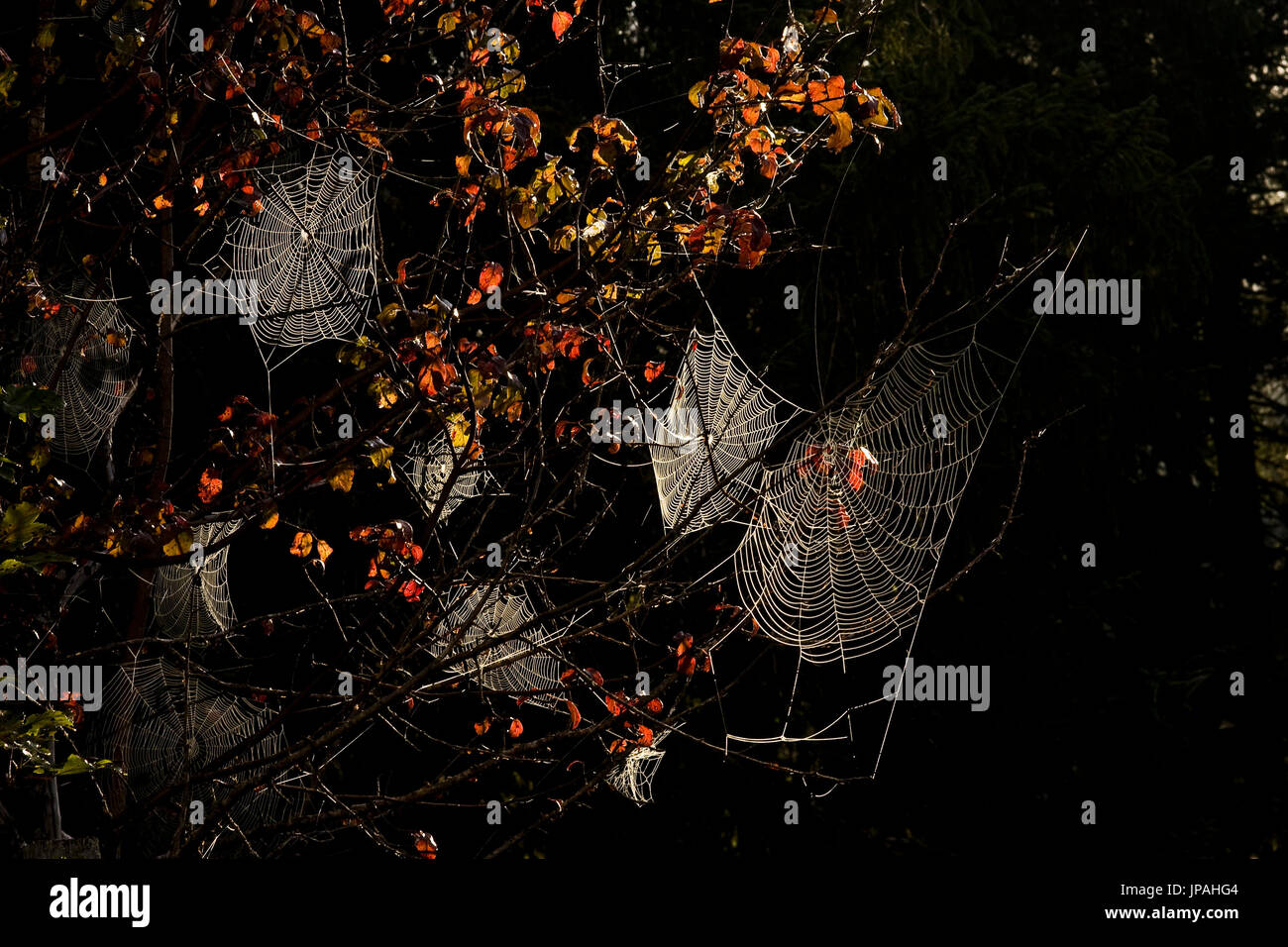 spiderweb between coloured autumn foliage, from the early morning sun angeleuchtet. Stock Photo