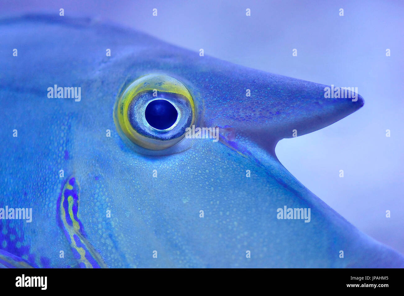 Fish Temples Eye Eye on fish hi-res stock photography and images - Alamy