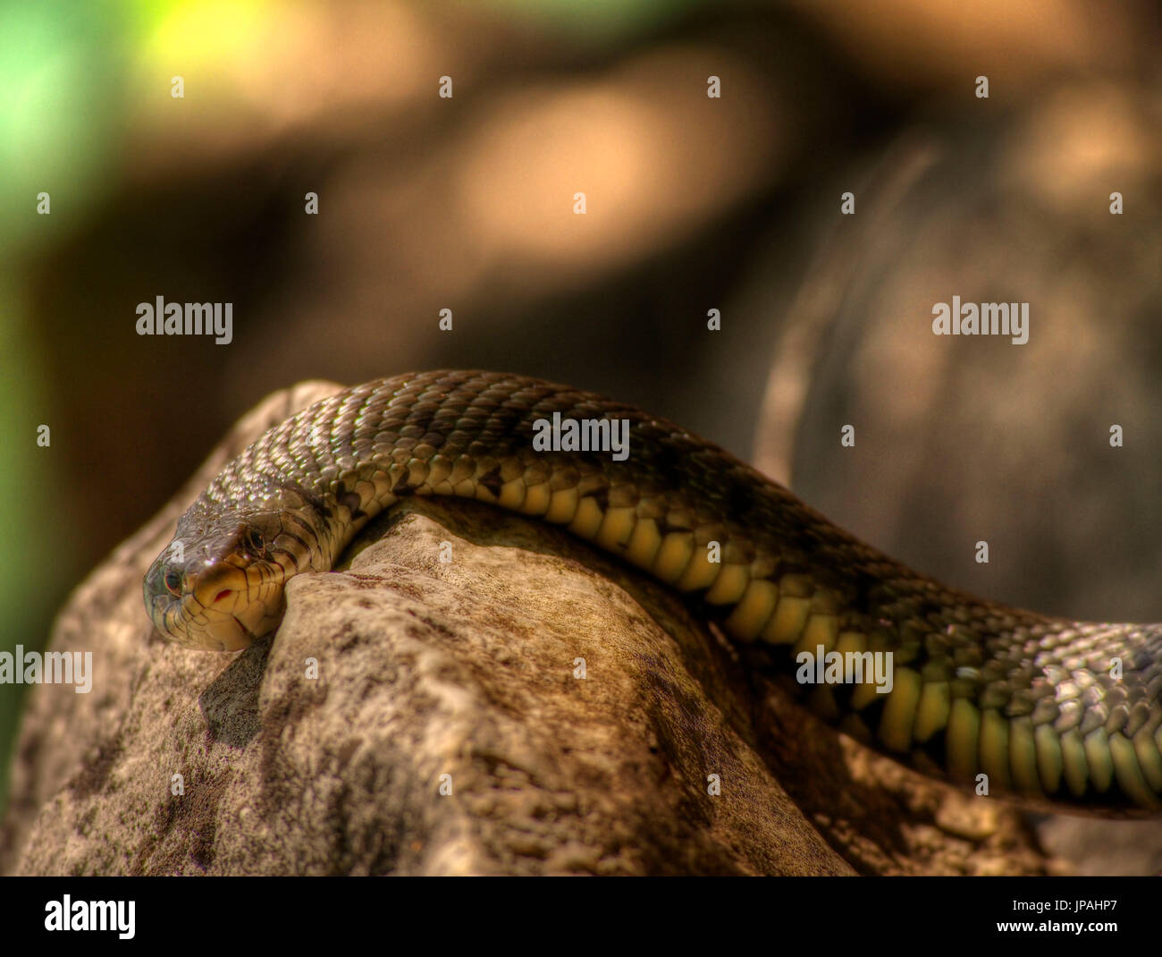 ring snake Stock Photo