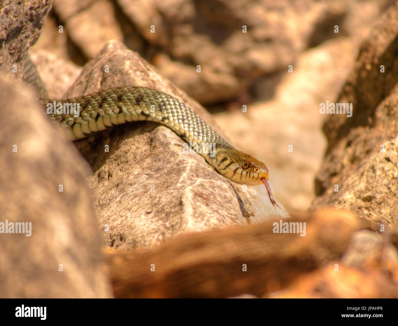 ring snake searching for prey Stock Photo - Alamy - Finding Snake Prey