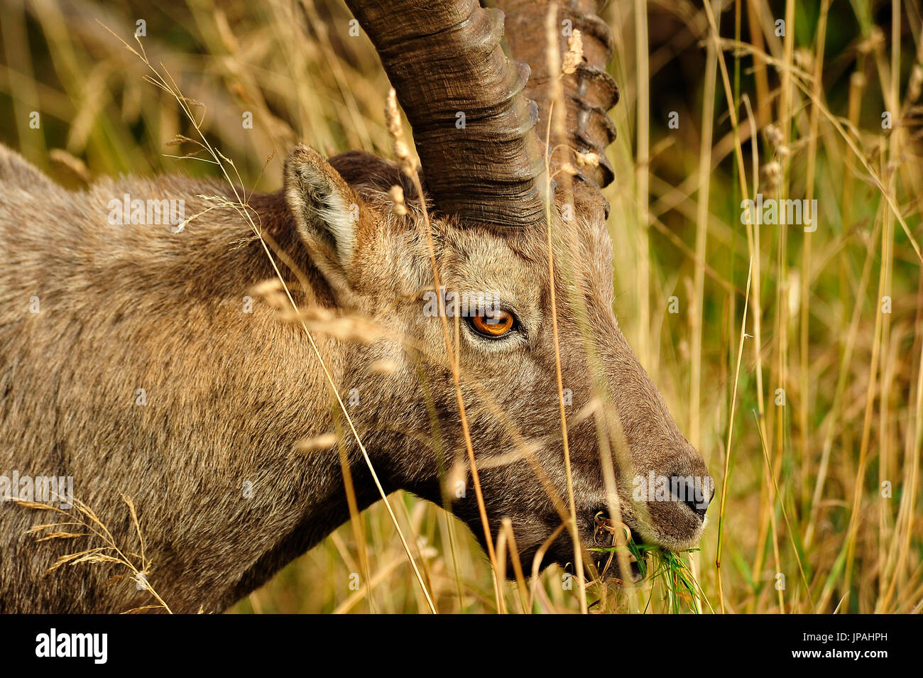 Alp Capricorn (Capra ibex) Stock Photo