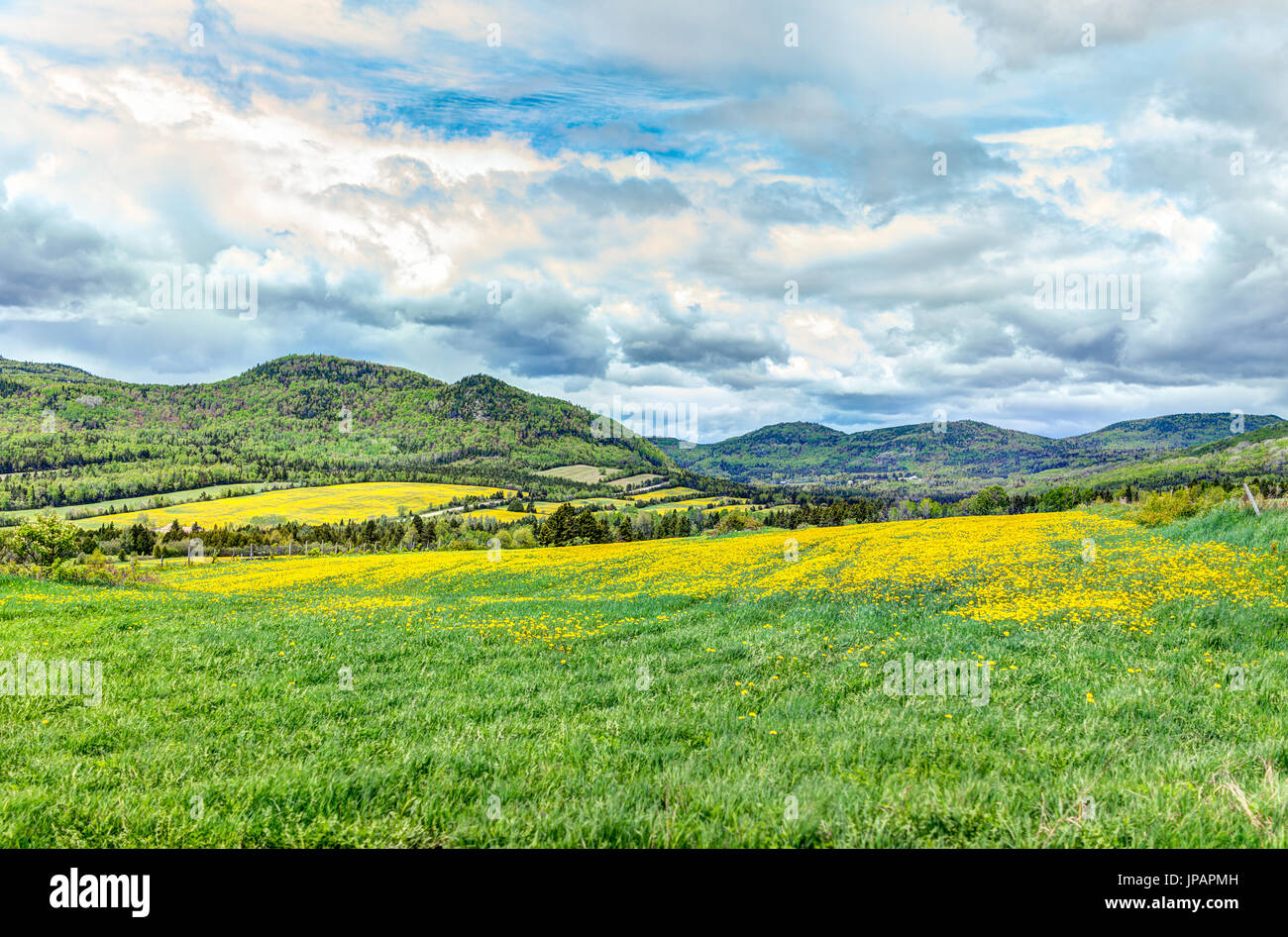 Field hills of yellow dandelion flowers in green grass in Quebec