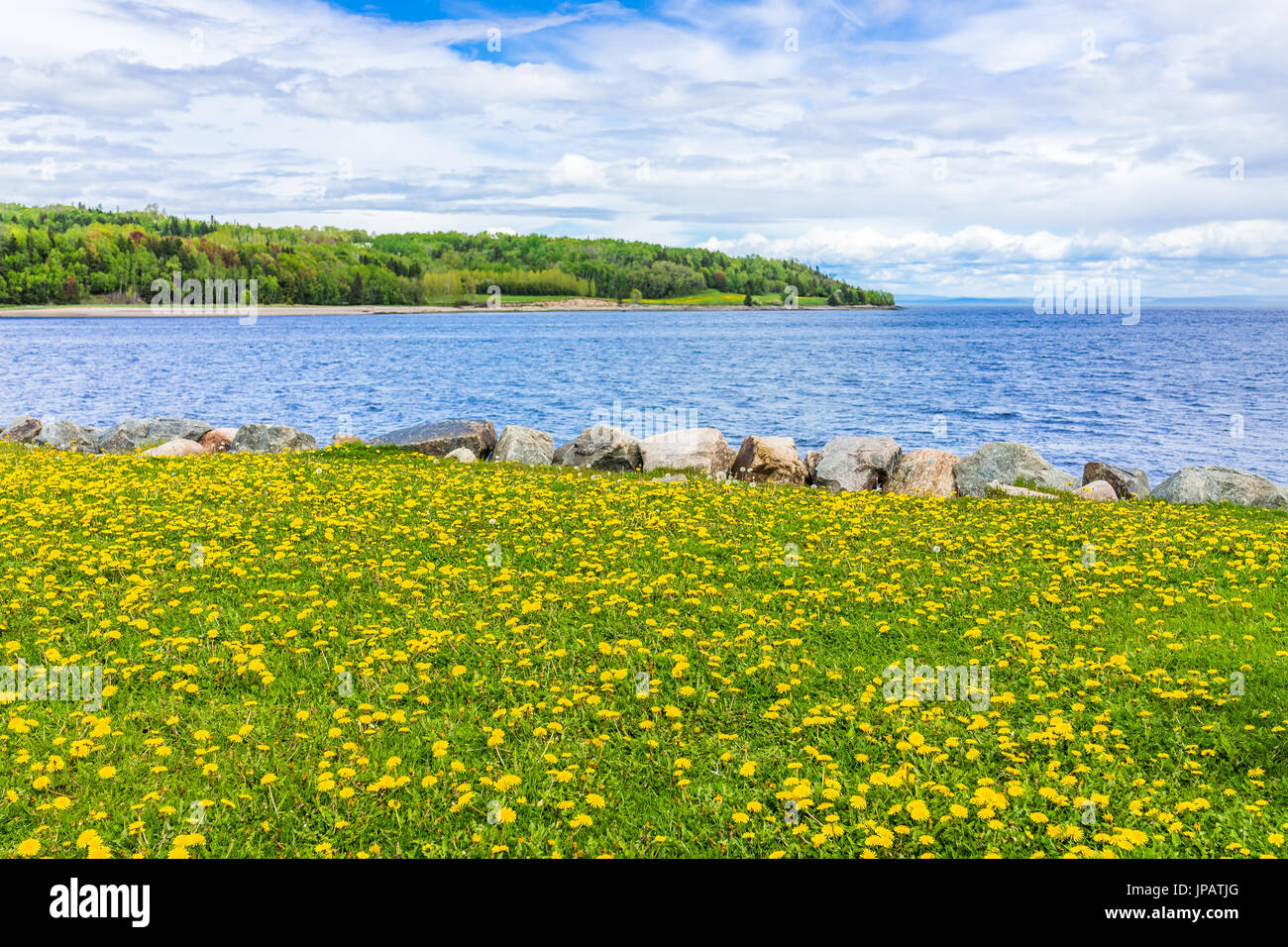 Field of yellow dandelion flowers by Saint Lawrence river in La Malbaie
