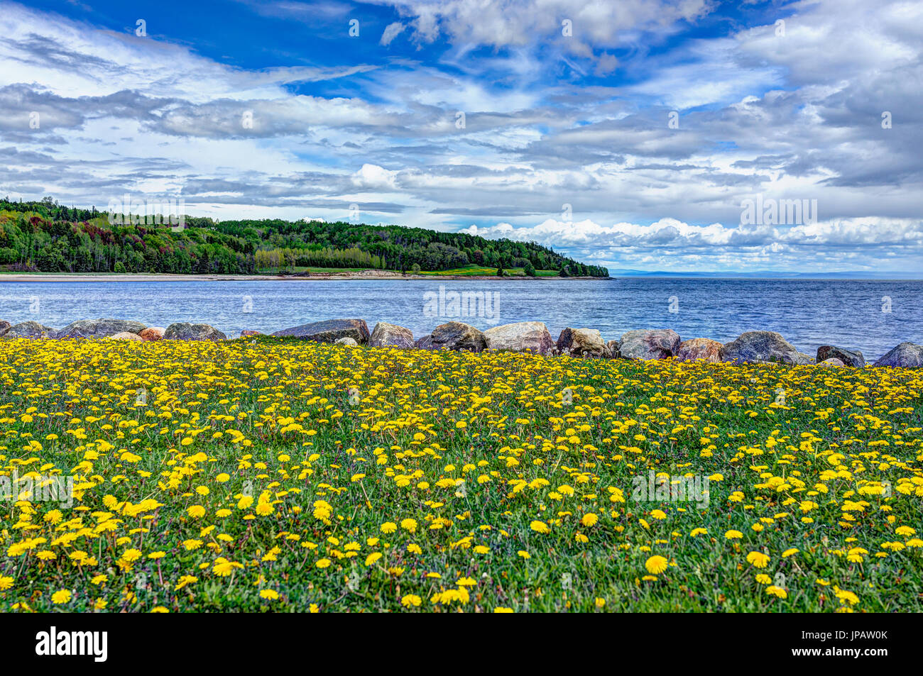 Field of yellow dandelion flowers by Saint Lawrence river in La Malbaie