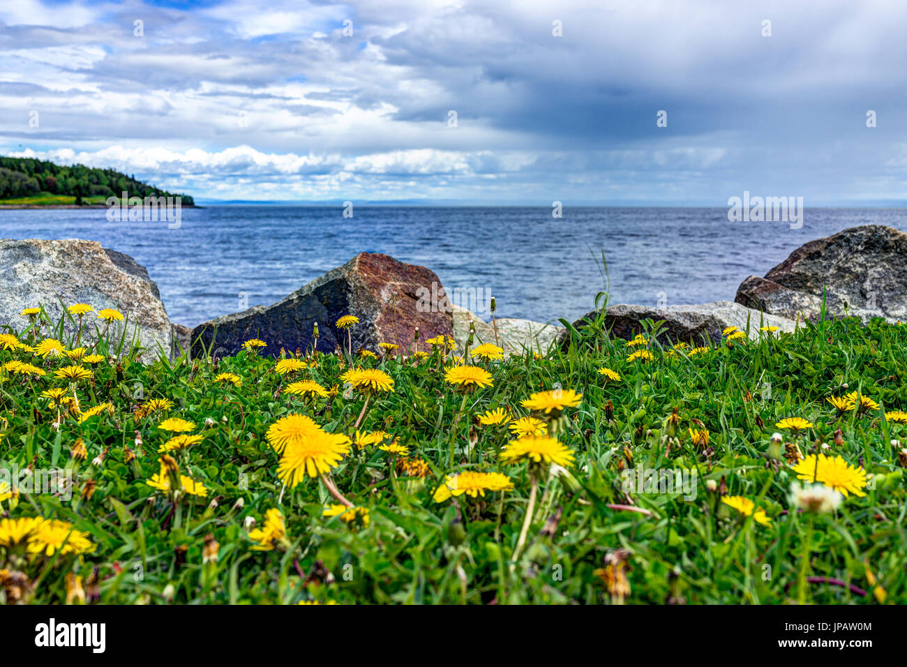 Field of yellow dandelion flowers by Saint Lawrence river in La Malbaie