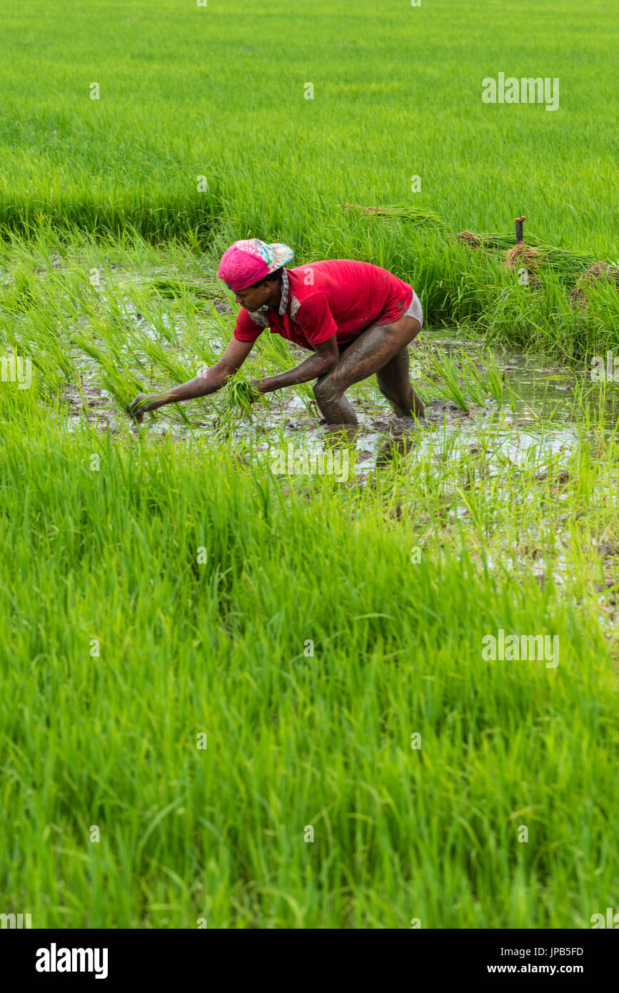 DOMINICAN REPUBLIC - DEC 16, 2015: farmer working on a rice paddy Stock Photo