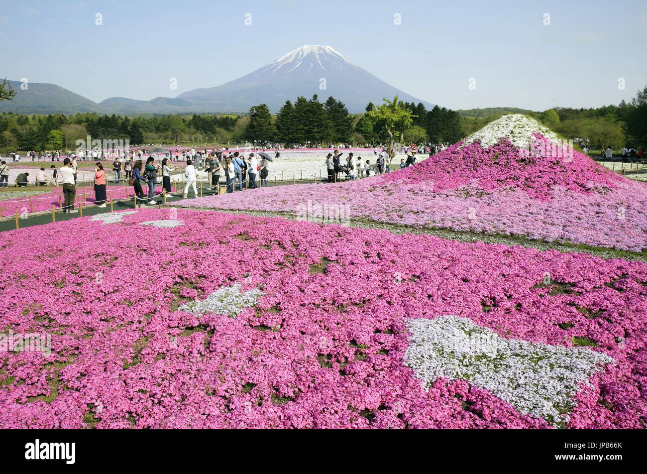 visitors-at-fields-of-shibazakura-moss-pink-also-known-as-moss-phlox