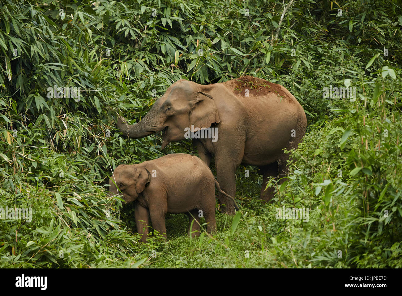 Asia elephants, baby and tusker walking in grass field around by green forest, under sunlight of summer, inside the national park Stock Photo - Alamy Asia elephants, baby and tusker walking in grass field around by green forest, under sunlight of summer, inside the national park Stock Photo - Alamy