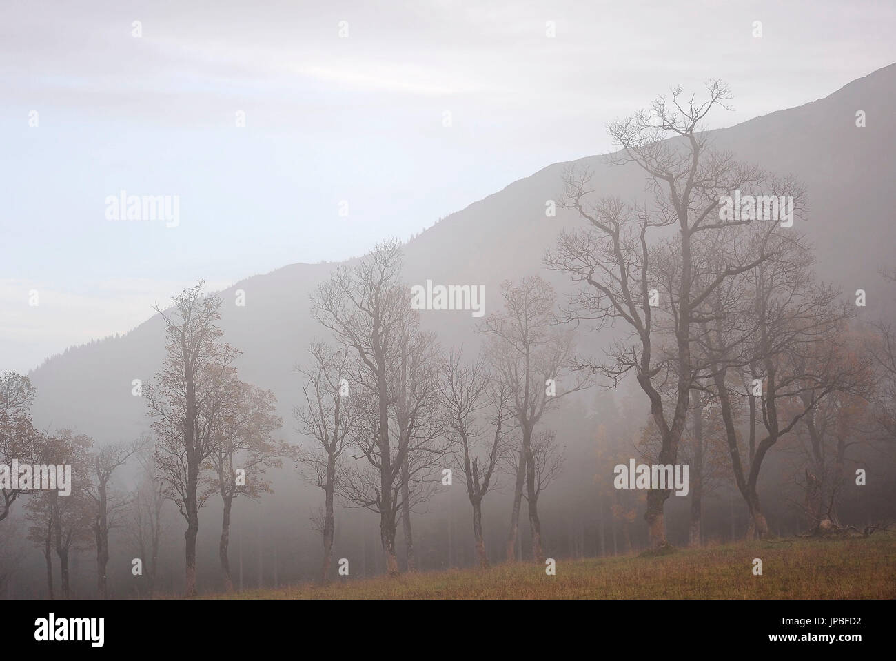 Fog in the mountains with single maple trees Stock Photo - Alamy