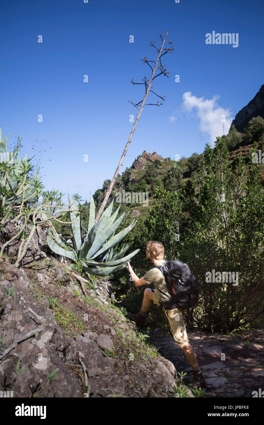 La gomera plant hi-res stock photography and images - Alamy