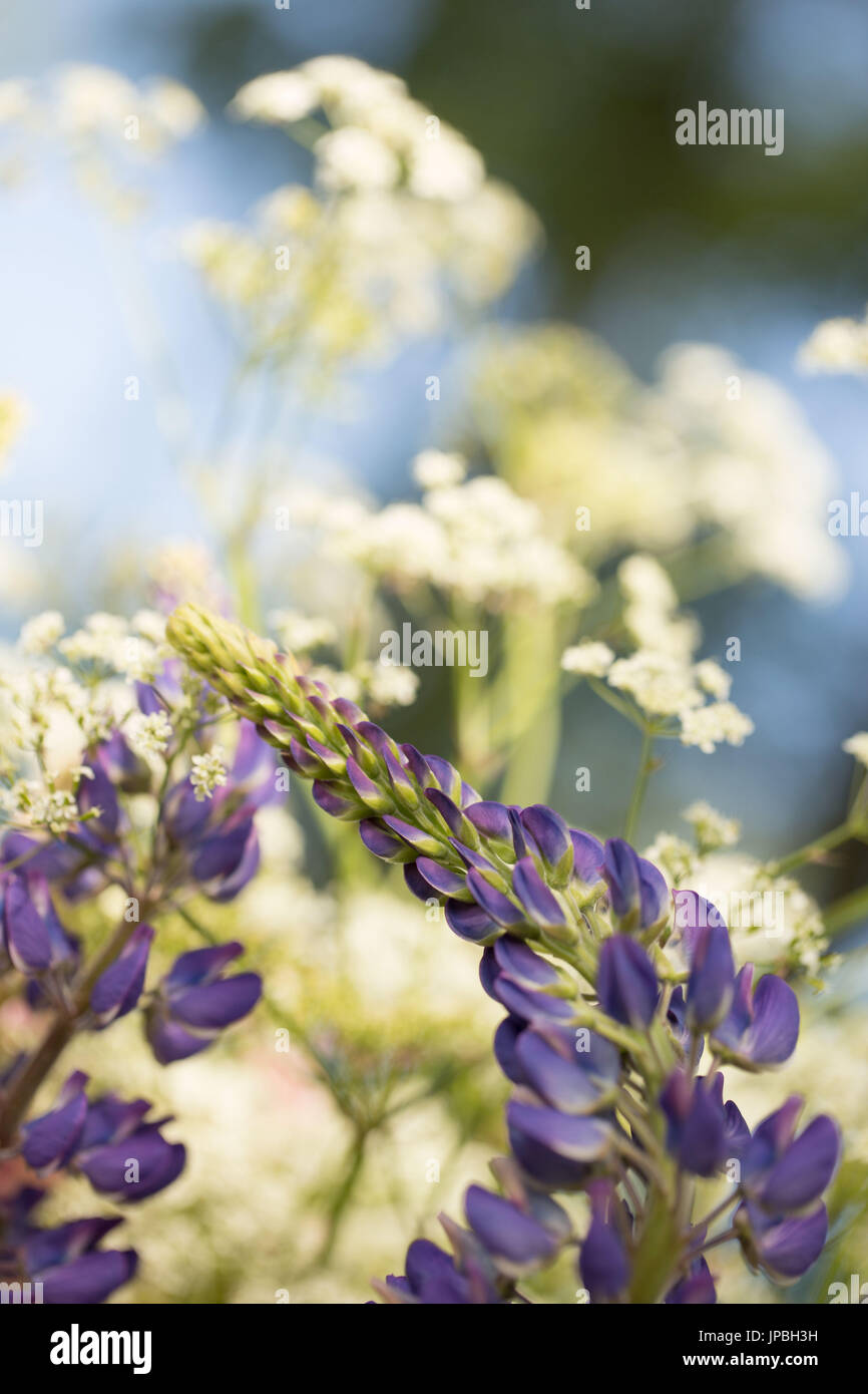 Purple lupines and white cow persley, blue sky background Stock Photo