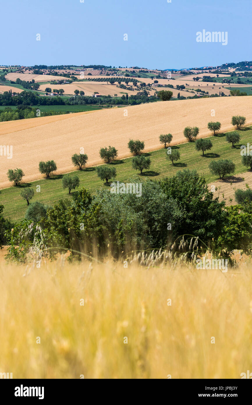 Cultivated fields and olive trees of the countryside Montelupone Province of Macerata Marche Italy Europe Stock Photo