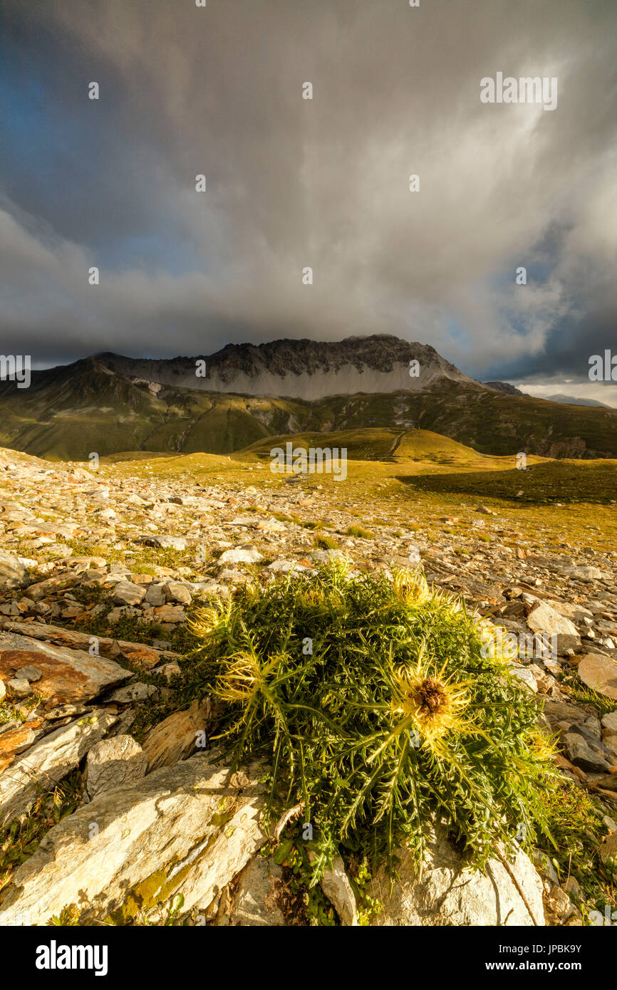 Thistle flowers and rocky peaks framed by clouds at sunrise Braulio Valley Stelvio Pass Valtellina Lombardy Italy Europe Stock Photo