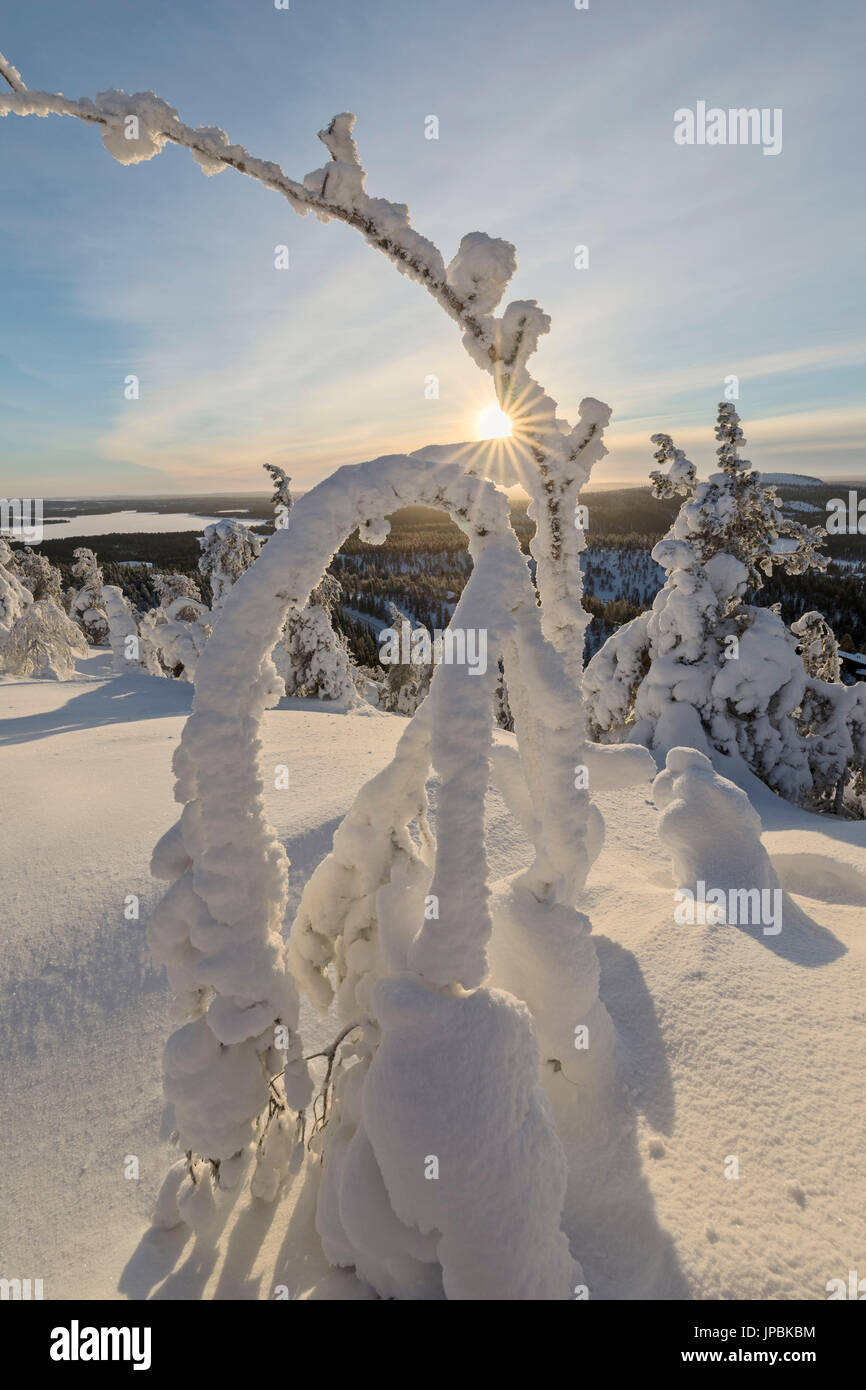 Sun and blue sky frame the the frozen tree branches in the snowy woods Ruka Kuusamo Ostrobothnia region Lapland Finland Europe Stock Photo