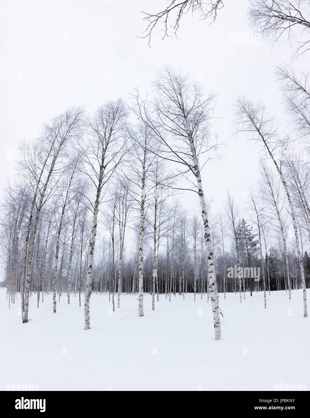Panorama of tall trees in the snowy woods Alaniemi Rovaniemi Lapland region Finland Europe Stock Photo