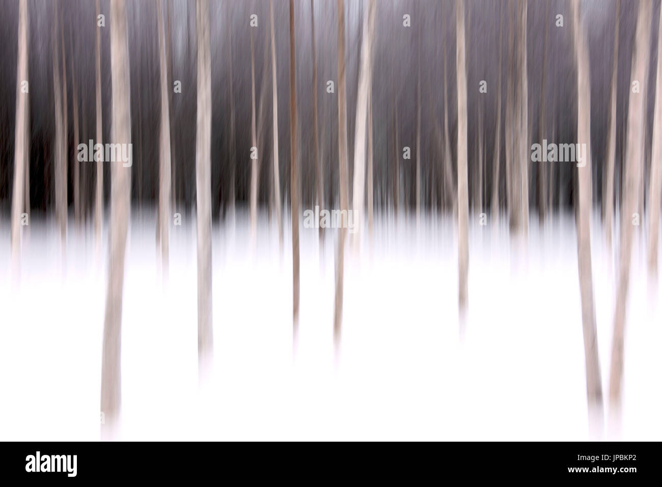 Abstract details of tree trunks in the snowy woods Alaniemi Rovaniemi Lapland region Finland Europe Stock Photo