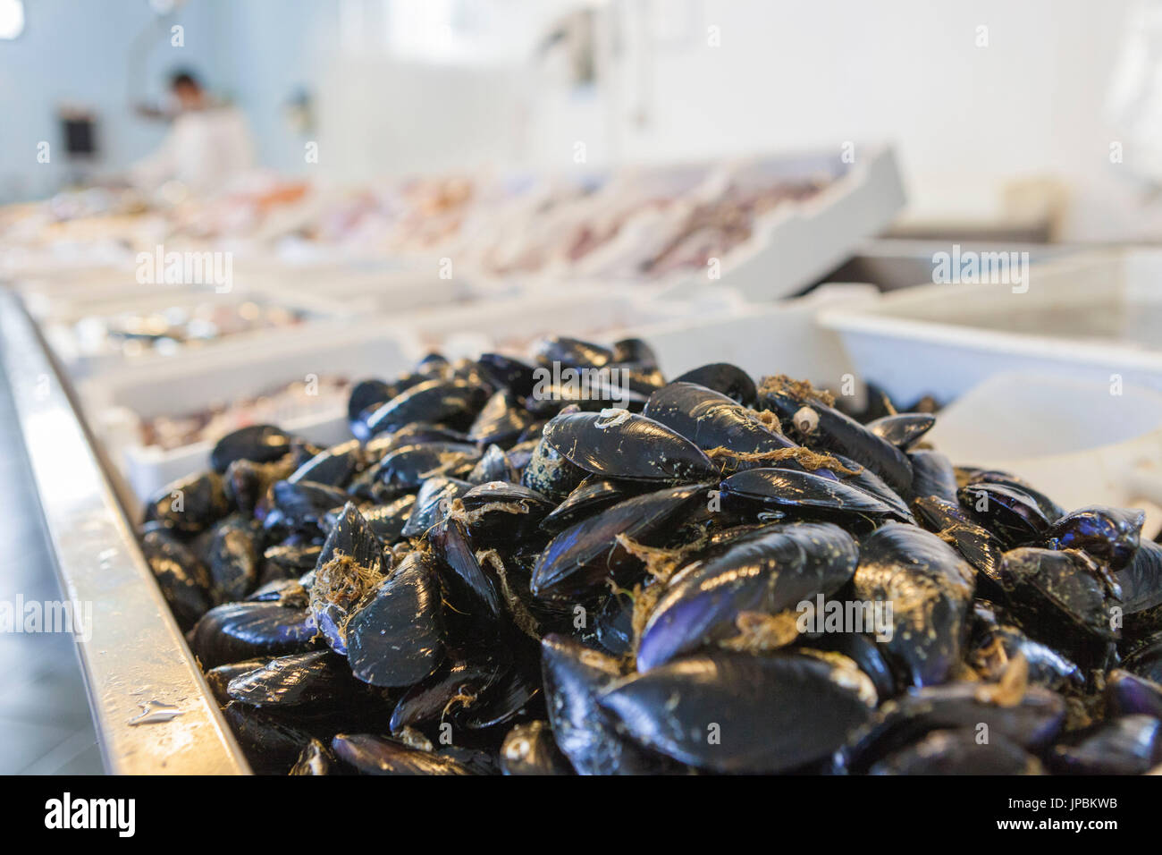 Black mussels in the fish market at the harbor of the sea town of Licata province of Agrigento Sicily Italy Europe Stock Photo