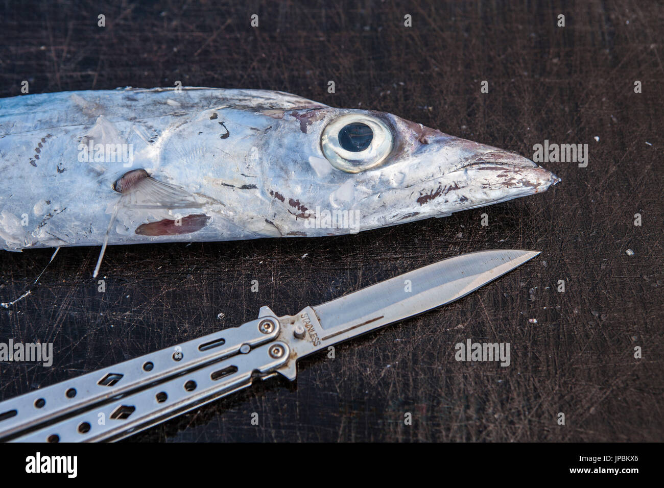 Fish On Table Fresh fish on a wooden table background the typical and healthy food of ...