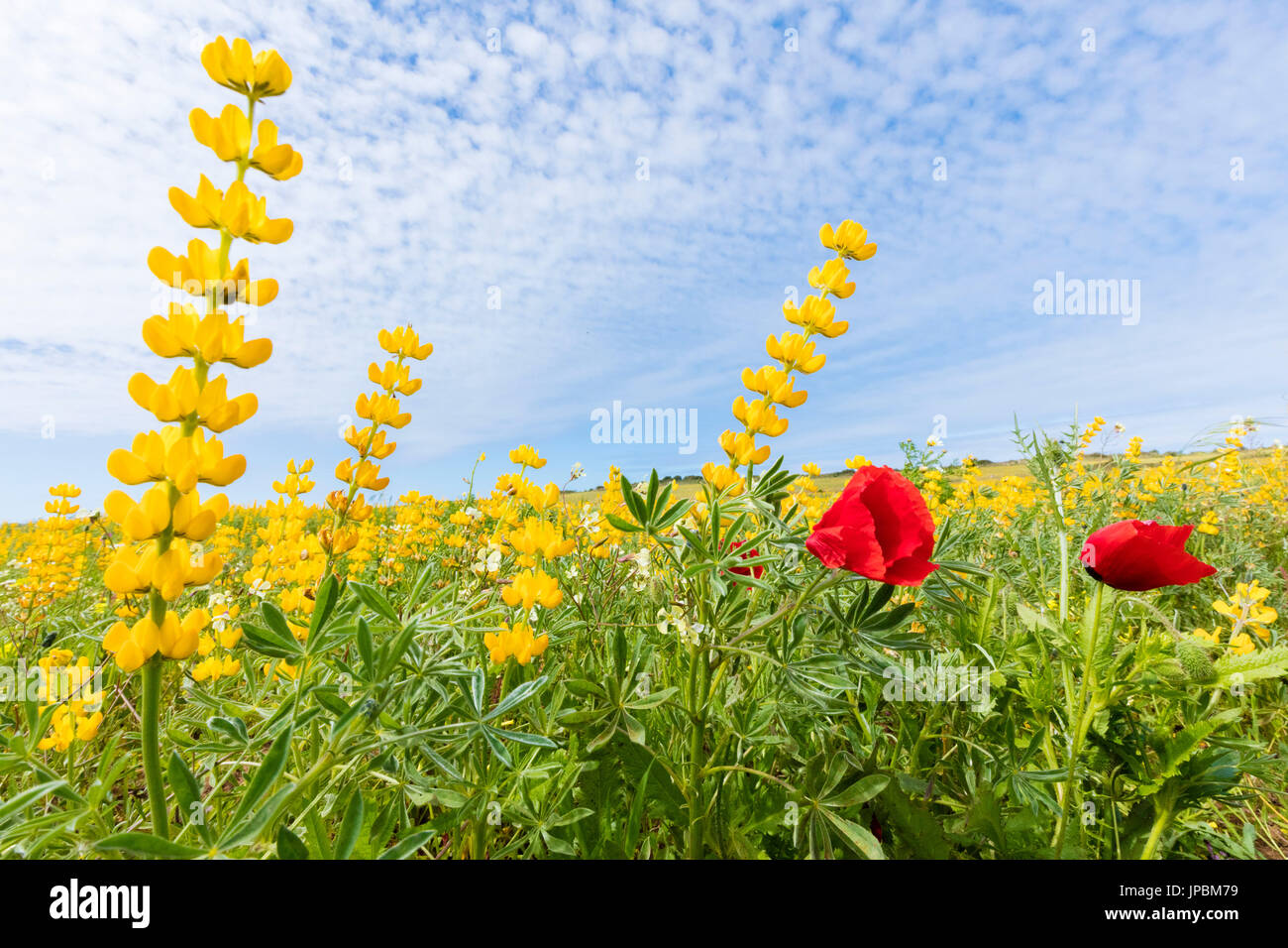 Red yellow blue flowers hi-res stock photography and images - Alamy