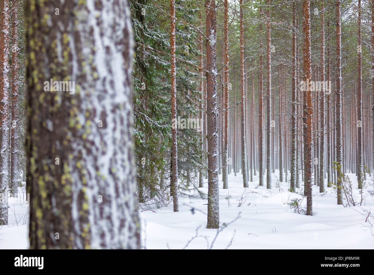 Details of tree trunks in the snowy woods Alaniemi Rovaniemi Lapland region Finland Europe Stock Photo