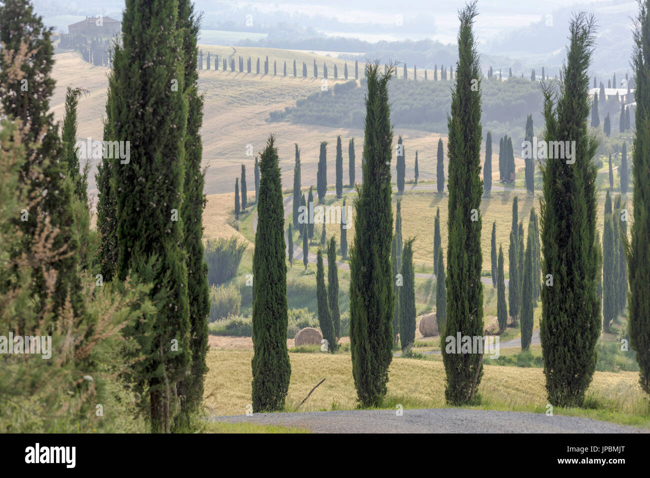Cypresses  and hay bales in the green gentle hills of Crete Senesi (Senese Clays) province of Siena Tuscany Italy Europe Stock Photo