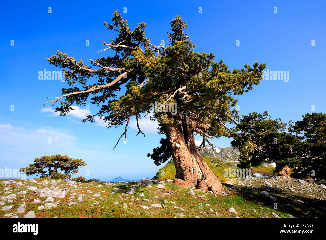 Bosnian Pine , Serra delle Ciavole, Pollino National Park, Viggianello village, Potenza district, Basilicata, Italy Stock Photo