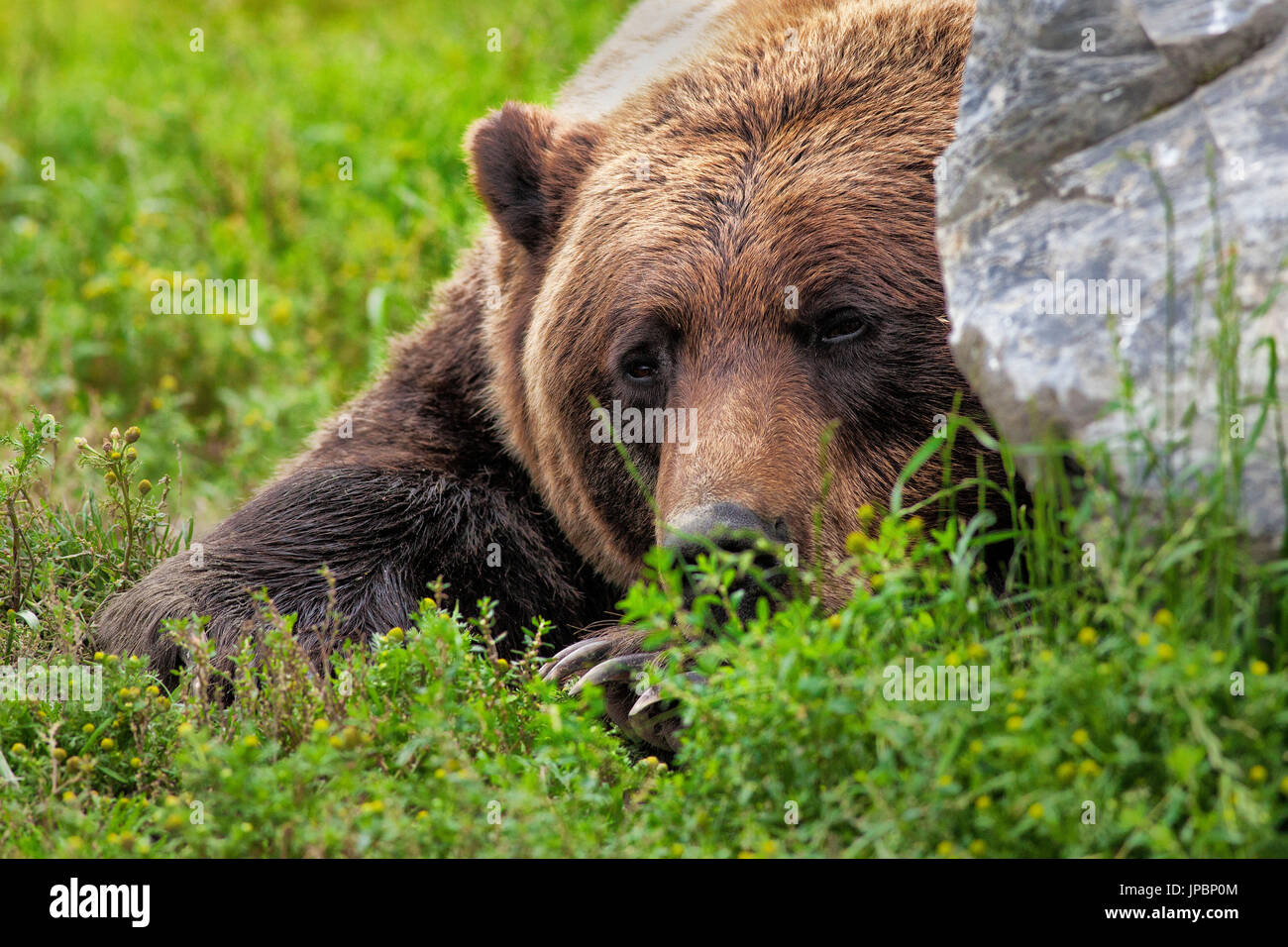 Kenai hi-res stock photography and images - Alamy