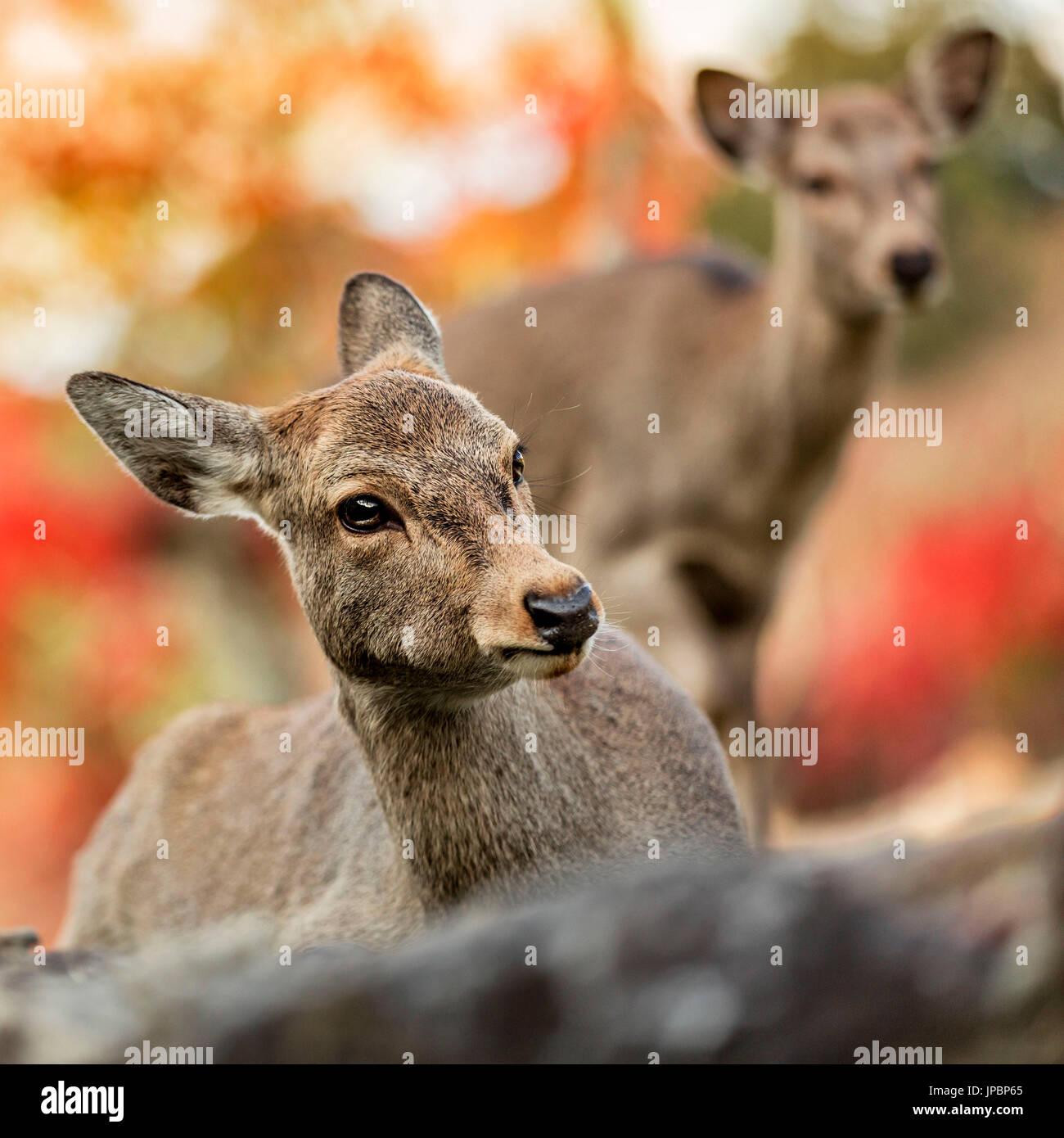 Sika deer in Nara, Honshu, Japan Stock Photo - Alamy