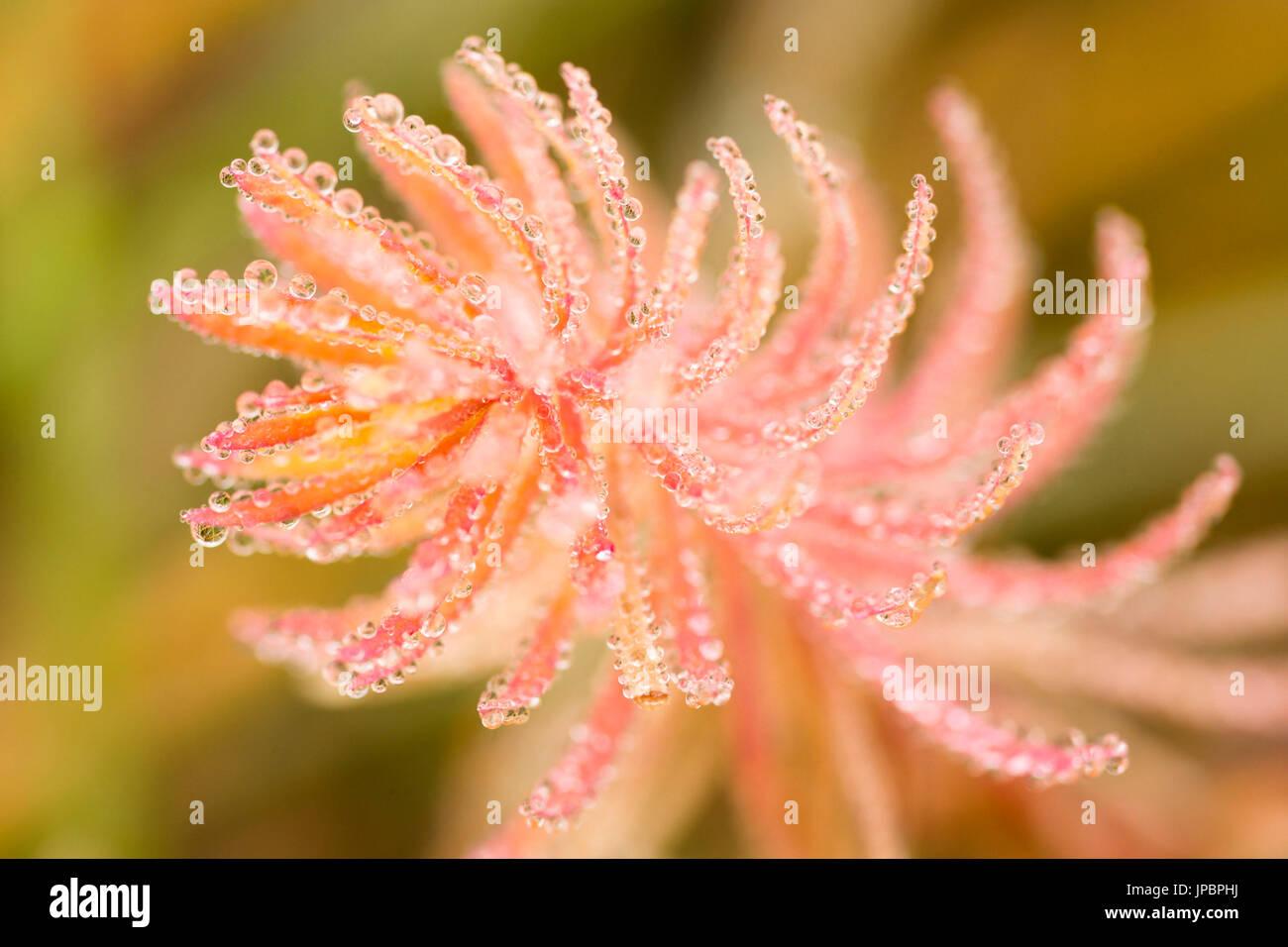 a close up of an alpine plant in a early morning with dewdrops Stock Photo
