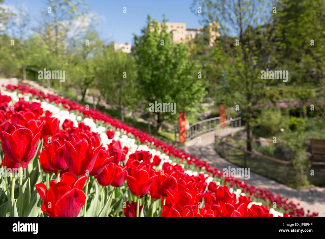 a view of the famous Trauttmansdorff garden in Meran with tulips in foreground and the castle in the background, Bolzano province, South Tyrol, Trentino Alto Adige, Italy, Europe Stock Photo