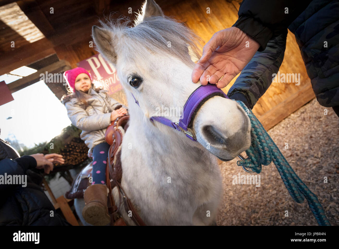 a close up of a pony with a kid sitting on it during the Christmas market, city of Bruneck, Bolzano province, South Tyrol, Trentino Alto Adige, Italy, Europe Stock Photo