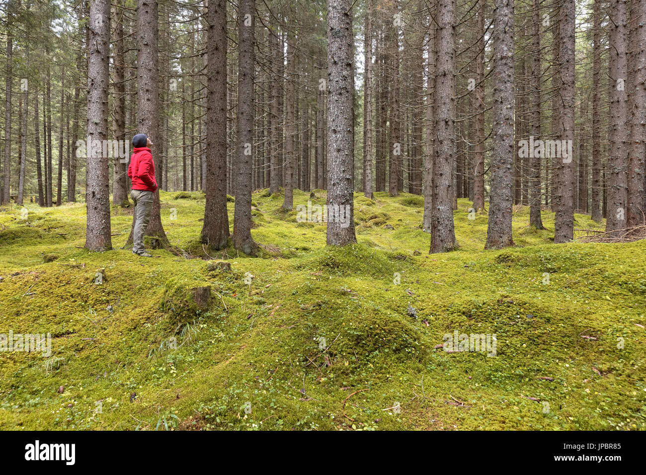 Europe, Italy, Trentino, Predazzo. Man looking the fir trees in the forest of paneveggio, Dolomites Stock Photo