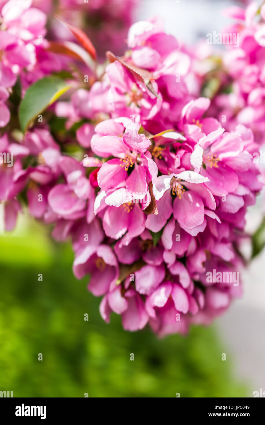 Macro closeup of vibrant pink cherry blossoms Stock Photo - Alamy