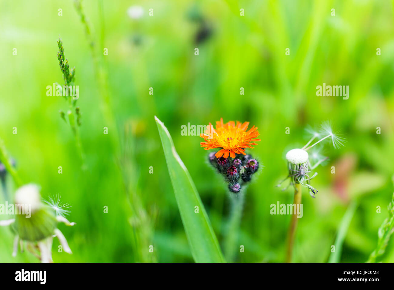 Macro closeup of orange hawkweed flower with green grass bokeh showing detail and texture Stock Photo