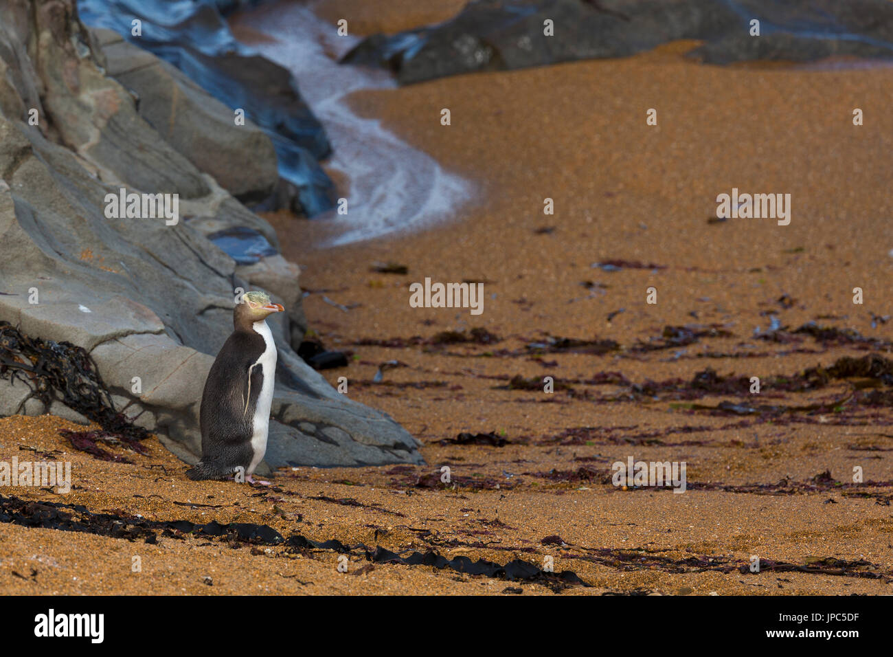 Endangered Yellow Eyed Penguin or Megadyptes antipodes at New Zealand Stock Photo