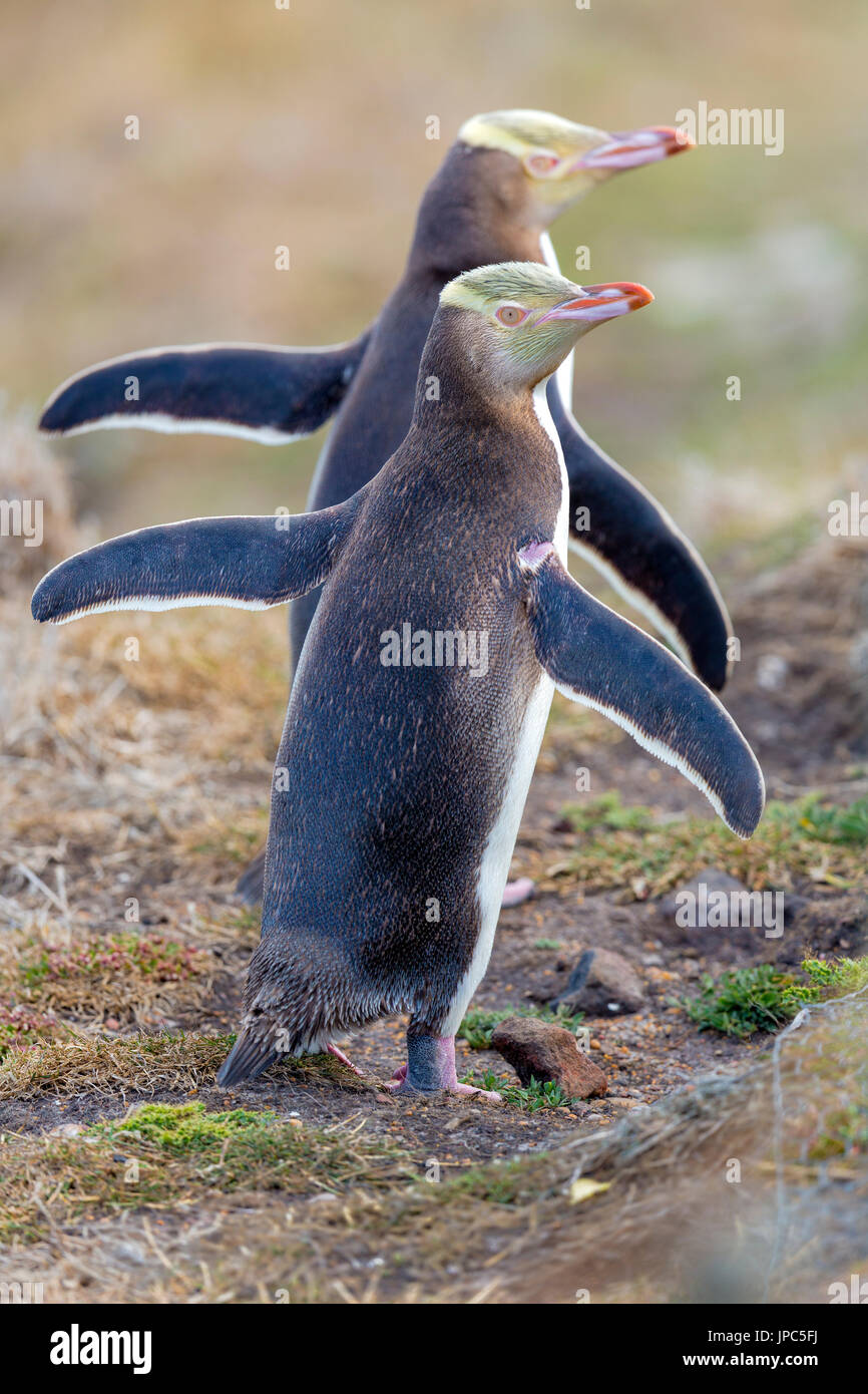 Endangered Yellow Eyed Penguins in South Island of New Zealand near Otago Peninsula Dunedin in Asia Pacific beside the sub antarctic ocean. Stock Photo