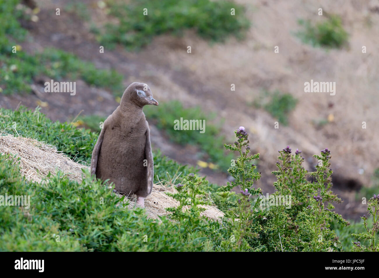 Endangered Yellow Eyed Penguins in South Island of New Zealand near Otago Peninsula Dunedin in Asia Pacific beside the sub antarctic ocean. Stock Photo