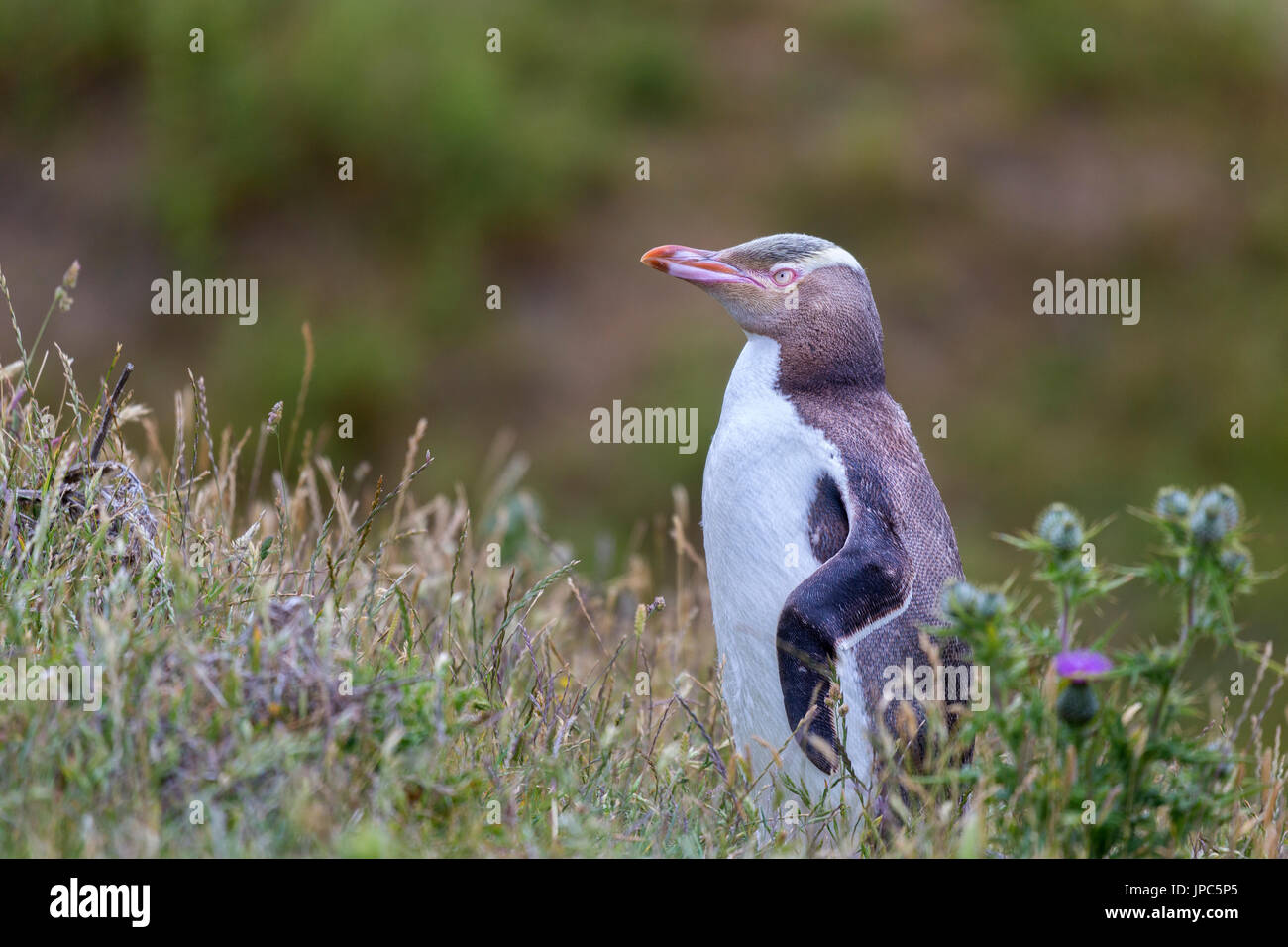 Endangered Yellow Eyed Penguins in South Island of New Zealand near