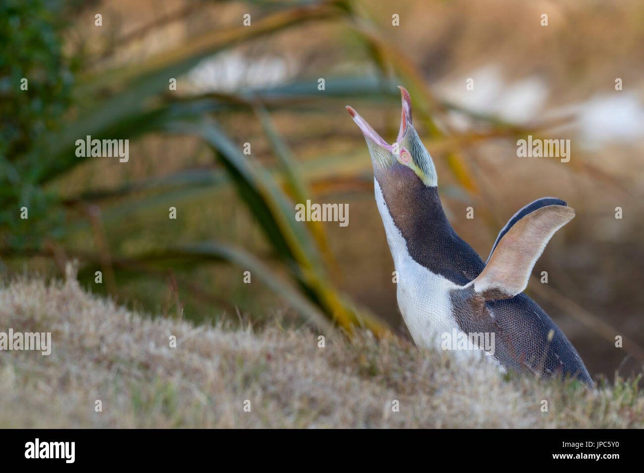 Endangered Yellow Eyed Penguins in South Island of New Zealand near Otago Peninsula Dunedin in Asia Pacific beside the sub antarctic ocean. Stock Photo