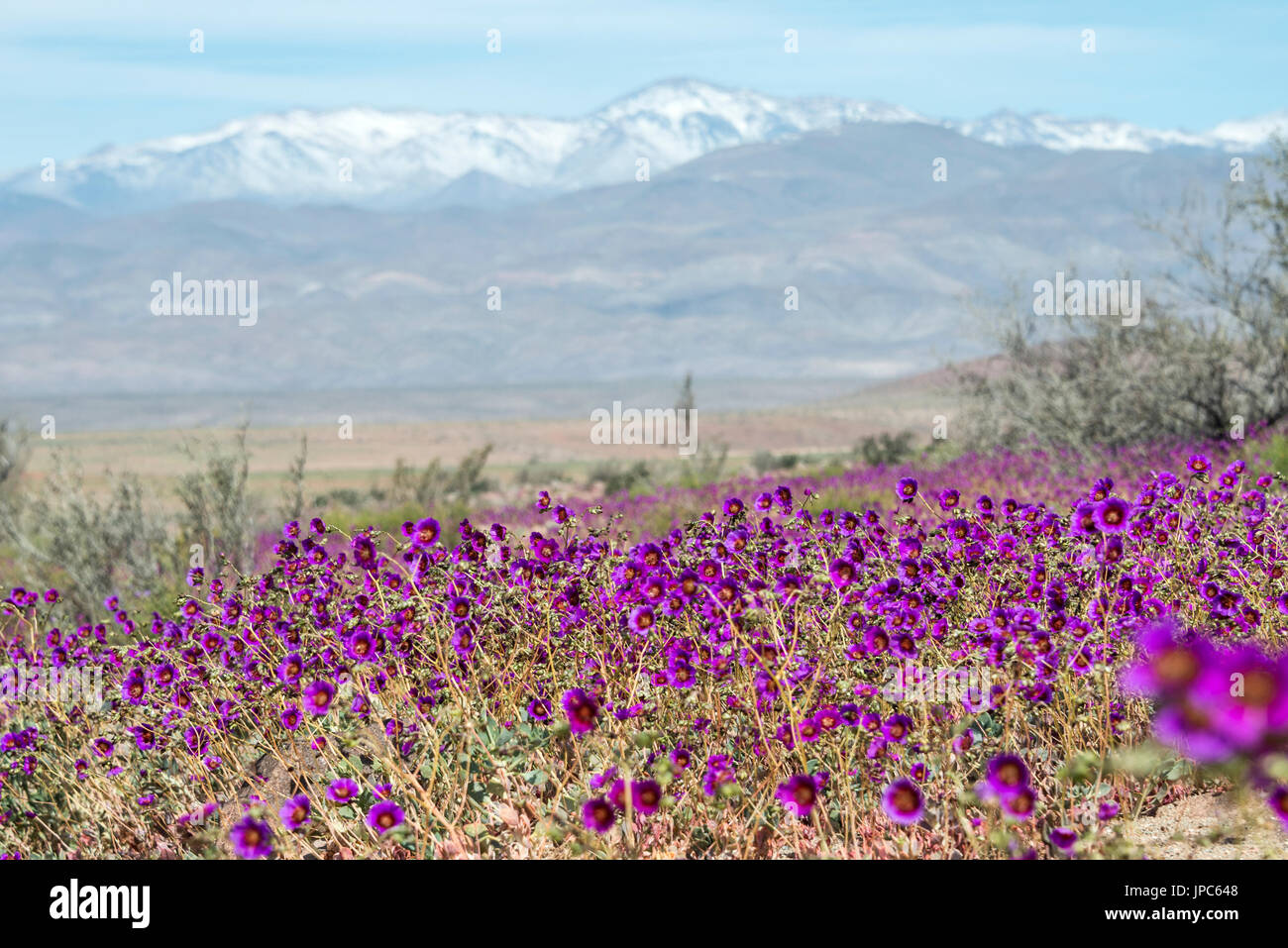 Flowering desert (Spanish: desierto florido) in the Chilean Atacama. The event is related to the El Nino phenomenon Stock Photo