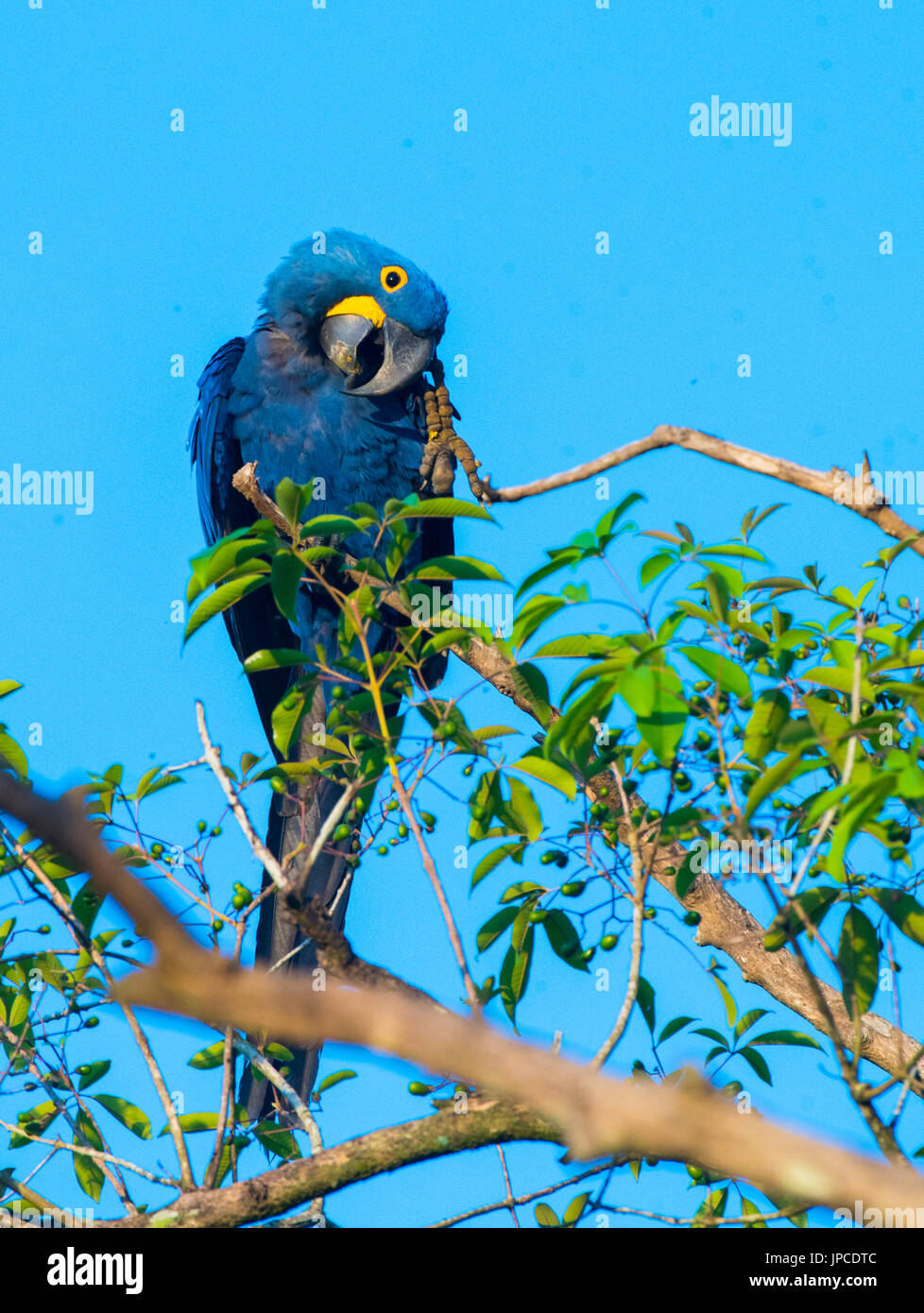 Hyacinth Macaw in tree Stock Photo - Alamy