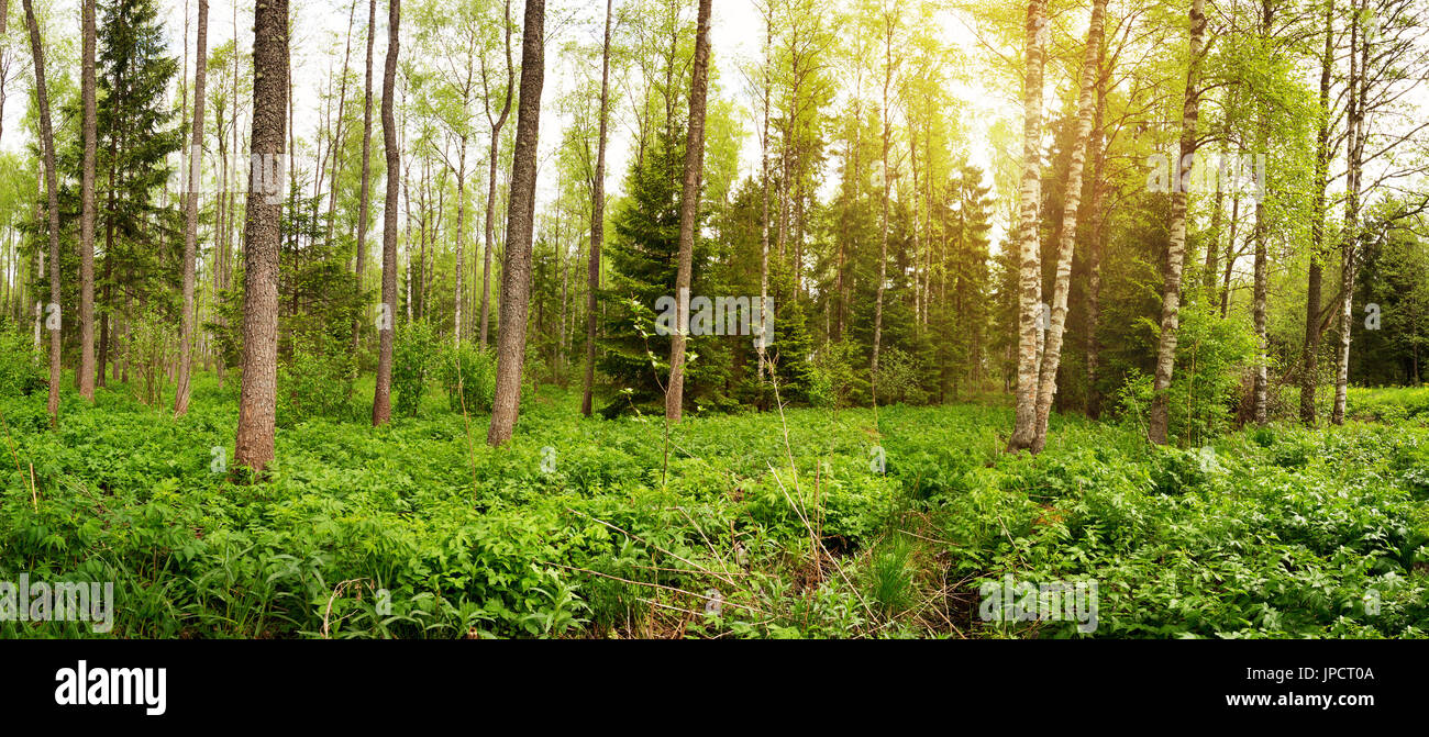 birch forest panorama in summer. Sun in the park Stock Photo - Alamy