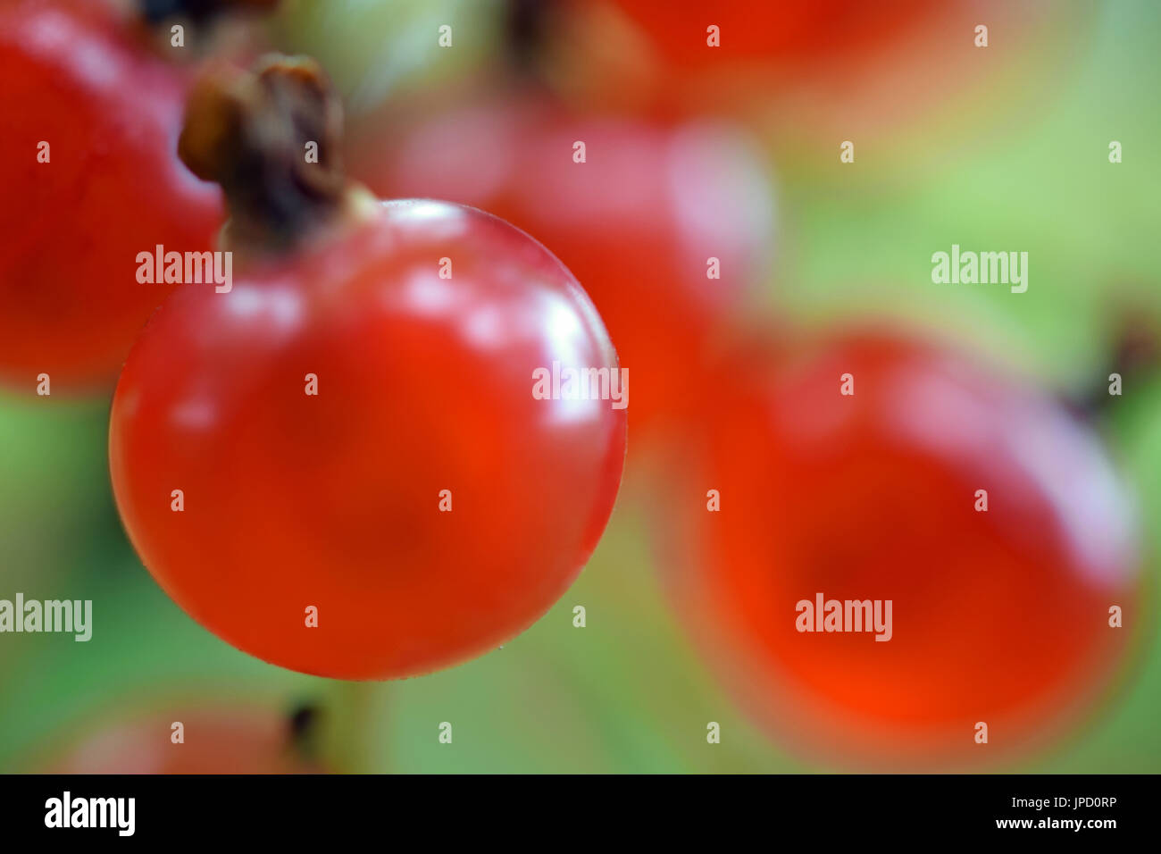 Redcurrant. Macro shot of ripe red currants on a shrub. Focus on foreground. Stock Photo