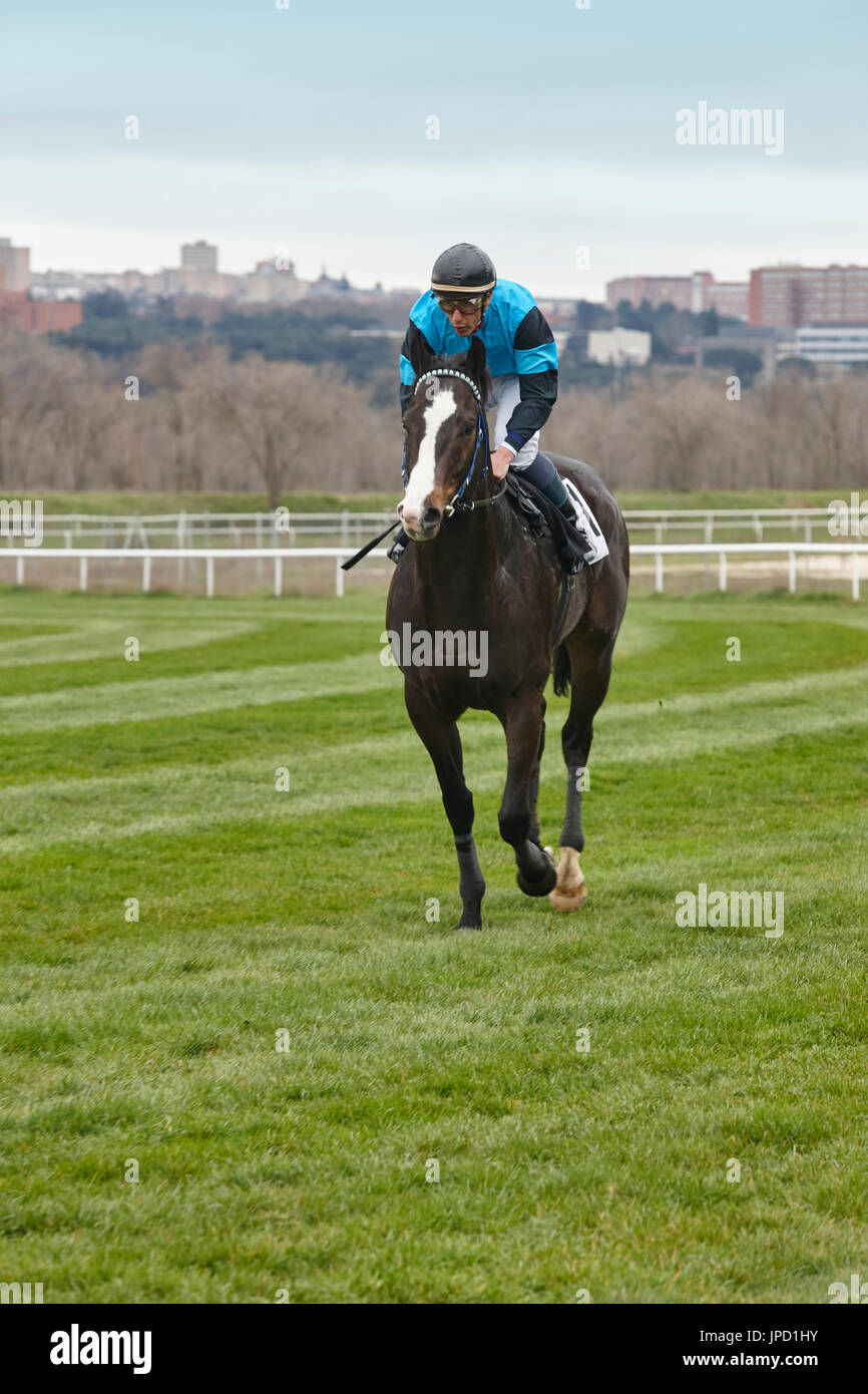Horse race training. Competition sport. Hippodrome. Speed background ...