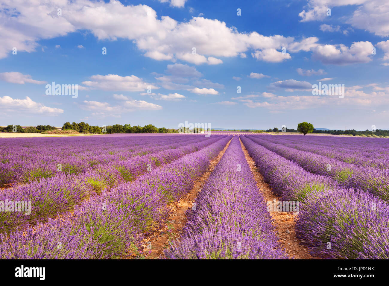 Blooming fields of lavender on the Valensole plateau in the Provence in southern France. Stock Photo